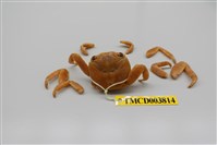 藏品(白紋方蟹)的圖片